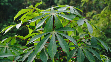 Cassava leaves with young leaf shoots that contain many benefits for the human body - Manihot esculenta Leaves