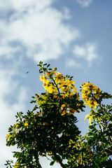 yellow leaves against sky