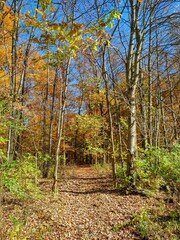 Obraz premium Sunlit Entrance into Autumn Woodland