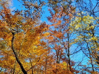 Bright Orange Autumn Leaves Under Cloudless Blue Sky