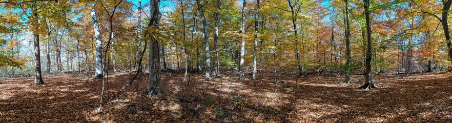 Fototapeta na wymiar Sunlit Autumn Woodland Panorama