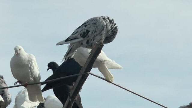 beautiful multi-colored poller pigeons are resting on a swinging pigeon antenna against the sky, close-up