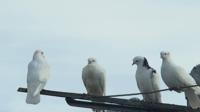 beautiful poller pigeons are resting on a swinging pigeon antenna against the sky, close-up