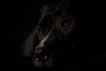 American pit bull terrier on dark background. Close up. 