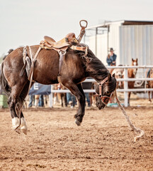 Bronc Horse Throws His Cowboy Rider At Country Rodeo