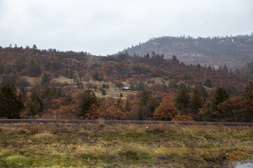 Obraz premium Countryside home in forest of brown trees