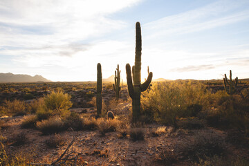 Sun lit desert landscape with cacti and creosote