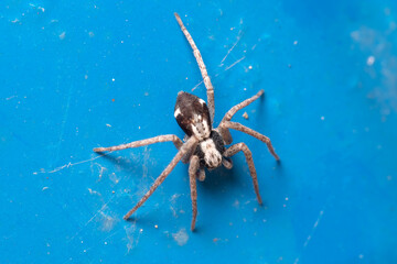 Running crab spider, Pulchellodromus sp., posed on a blue fence under the sun
