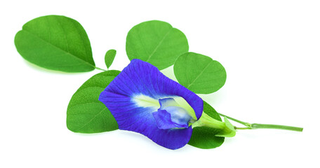 Clitoria ternatea or Aparajita flower isolated on white background