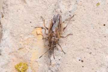 Seed bug Nysius sp. walking on a concrete wall on a sunny day