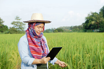 Happy Asian woman farmer is at paddy field, wear hat, Thai loincloth covered her head, hold smart tablet to inspect growth and diseases of plants. Concept : smart farmer, use technology in agriculture