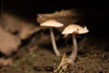 mushrooms in the forest