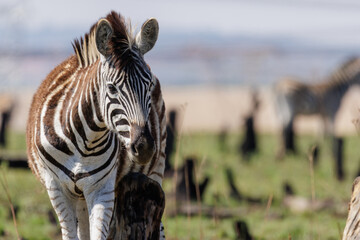 African plains zebras (Equus quagga) grooming himself on a dead tree