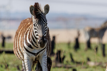 Fototapeta premium African plains zebras (Equus quagga) standing and scratching himself