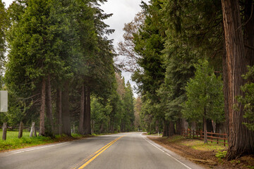 Road lined by large conifers in rural community