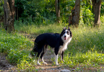 Border Collies Black and White dog stand on walk way in the forrest alone and look forwad with warm light.