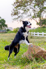 Border Collies dog stand on the rock in front of garden fence and it  look forward and look happy with warm light in evening.