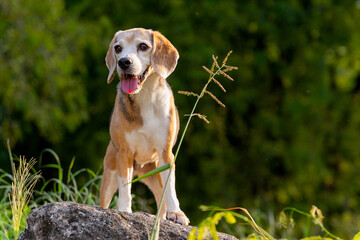 Front view of beagle dog stay on rock with glass flower on side and it look forward to interesting...