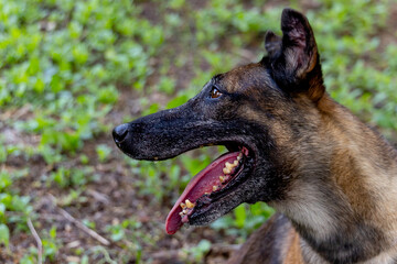 Close up face of dog open mouth and look away to left side and stay in garden with little grass and look happy.