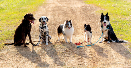 Group of different type dogs stand on the way or road as line formation and look at camera with sun...