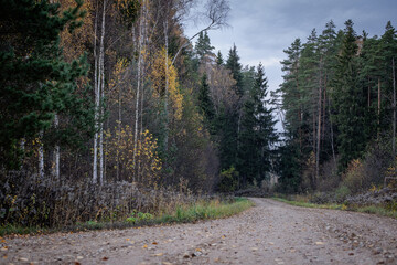 Gravel and sand road in the pine forest. Diminishing perspective of the path in the woods. Walking or driving through the trees on the forest road with green grass on the sides