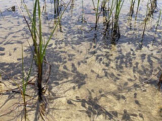 A flock of marsh brown frog tadpoles in the shallows of a clear alpine lake in the Swiss Alps and in area of the mountain Gotthard Pass (Gotthardpass), Airolo - Canton of Ticino (Tessin), Switzerland