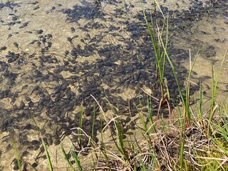 A flock of marsh brown frog tadpoles in the shallows of a clear alpine lake in the Swiss Alps and in area of the mountain Gotthard Pass (Gotthardpass), Airolo - Canton of Ticino (Tessin), Switzerland