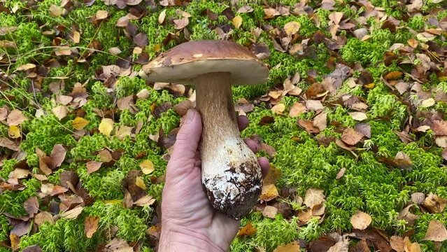 mushroom picker holds a boletus in his hand, top view. edible mushroom. cepe, porcini.