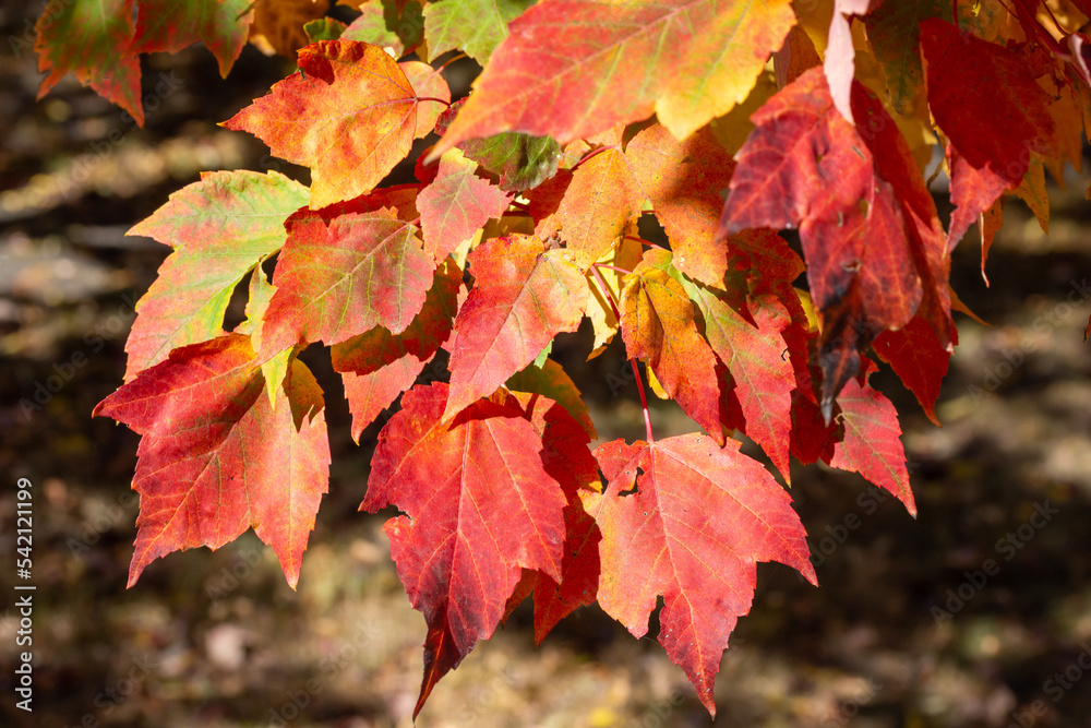 Wall mural close up texture background of colorful leaves on a red maple tree (acer rubrum) with brilliant fall