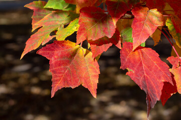 Close up texture background of colorful leaves on a red maple tree (acer rubrum) with brilliant fall color