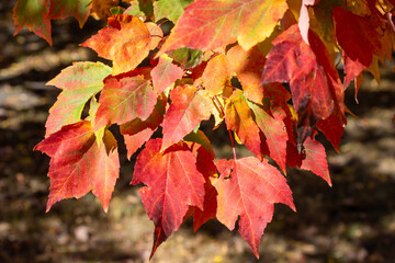 Close up texture background of colorful leaves on a red maple tree (acer rubrum) with brilliant fall color