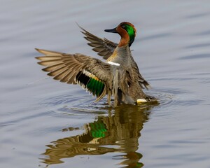 Green-winged teal Duck spreading its wings in the reflecting water