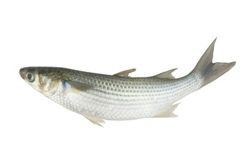 Whole raw grey flathead mullet fish isolated on white background.	