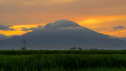 Green rice fields with mountains and sunrise sky in the background