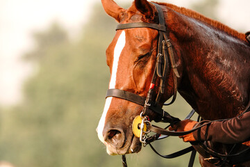 tired polo horse after the game