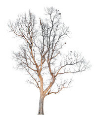 Fototapeta premium Dead tree without leaves isolated on white background. Clipping path included