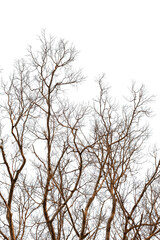 Dead tree without leaves isolated on white background. Clipping path included