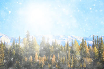 autumn forest mountains panorama, landscape trees, nature yellow season