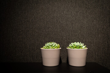 two succulents stand on black board in front of dark wall