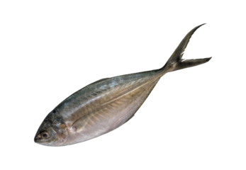 Tropical fish Bigeye trevally