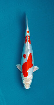 Beautiful Kohaku doitsu Koi Fish taken from top view. Flat lay 