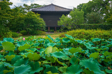 Fototapeta na wymiar Treasure Hall behind pond with lotus flowers in Toji temple of Kyoto city, Japan