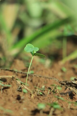 Young plant in the morning light, concept of global warming.