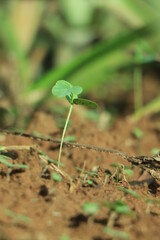 Little green seedlings growing in soil, closeup, concept of global warming.