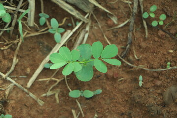Small trees that grow in nature and morning light Concepts Earth Day