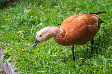 The ruddy shelduck walks across the green lawn.