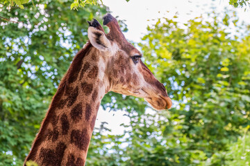Close-up giraffe head on green leaves background