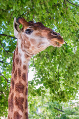 Close-up giraffe head on green leaves background