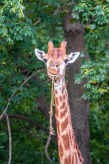 Obraz premium Close-up giraffe head on green leaves background