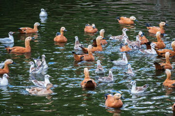 A flock of shelducks and seagulls swim in the water